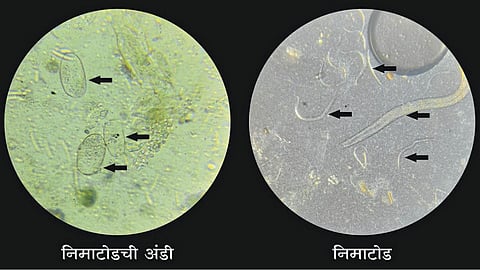 Bitter Gourd Disease