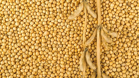 Soybean