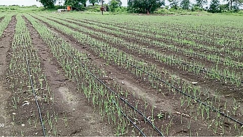 Onion Cultivation