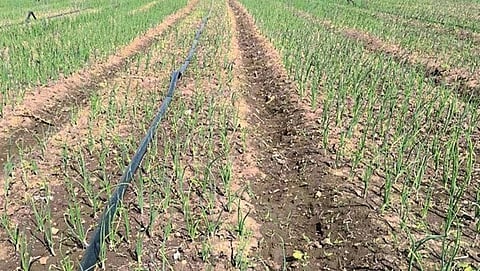 Onion Rate Solapur