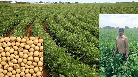 Soybean Crop