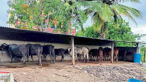 Animal Husbandry