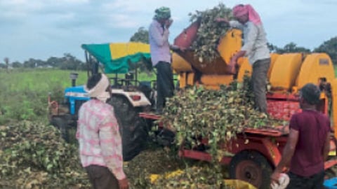 Crop Harvesting