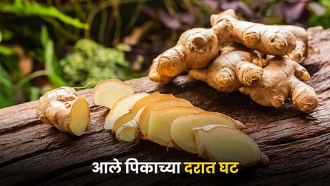 Ginger Rate