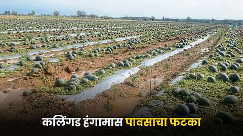 Watermelon Crop