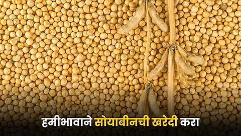 Soybean