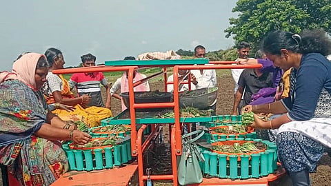 Onion Cultivation