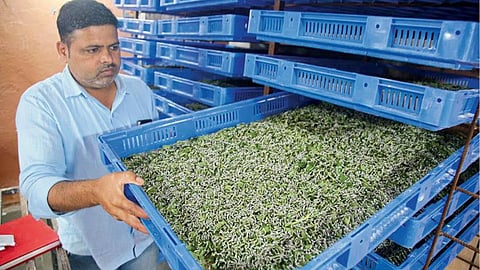 Sericulture