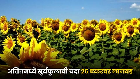 Sunflower Farming