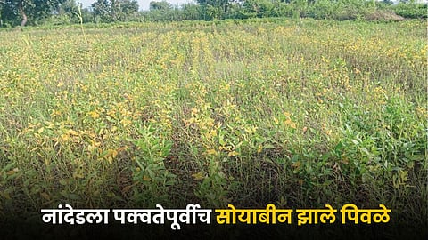 Soybean Farming