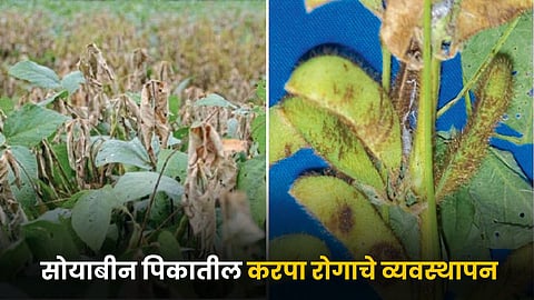 Soybean Disease