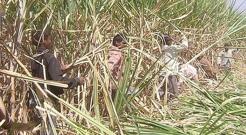 Sugarcane Trash Management