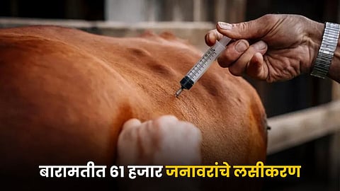 Animal Vaccination