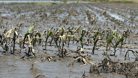 Crops Damage in Tripura