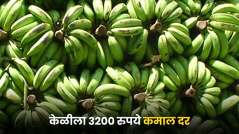 Banana Rate