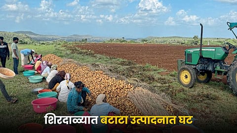 Potato Farming