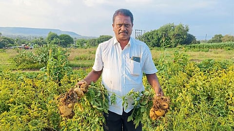 Potato Farming