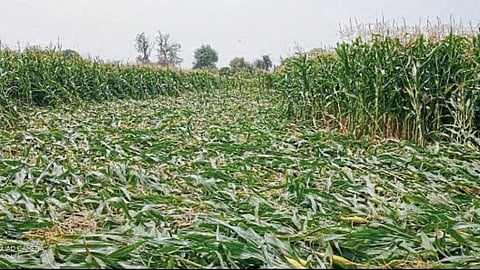 Crop Damage