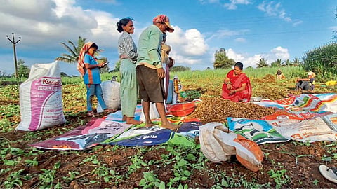 Groundnut Harvesting