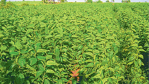 Sericulture