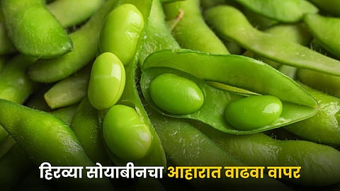 Green Soybean
