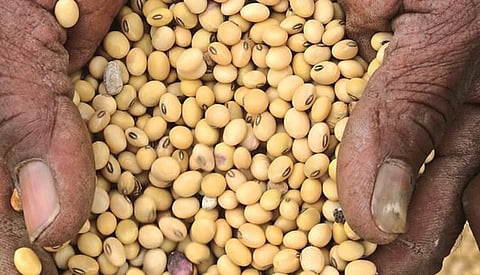 Soybean