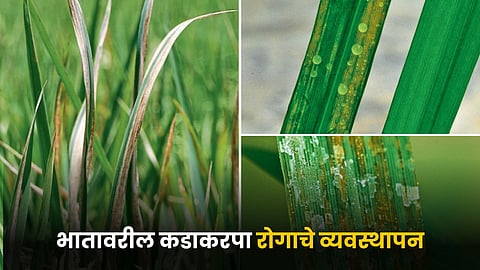 Paddy Crop