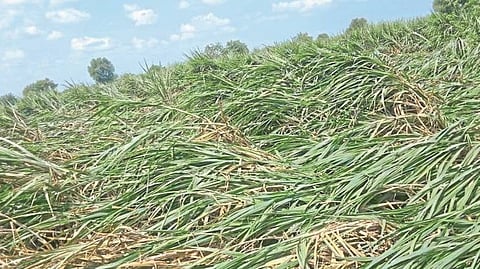 Crop Damage