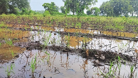 Rain Update : मध्य महाराष्ट्रासह मराठवाडा, विदर्भात पावसाला पुन्हा सुरुवात