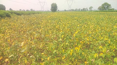 Soybean Yellow Mosaic