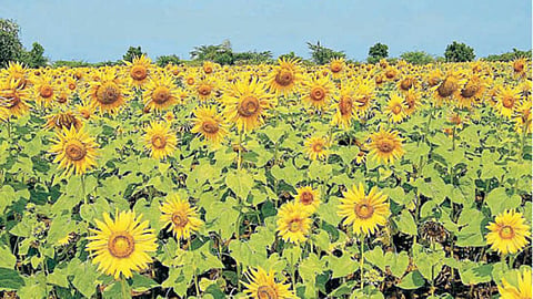 Sunflower Sowing