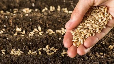 Rabi Seed