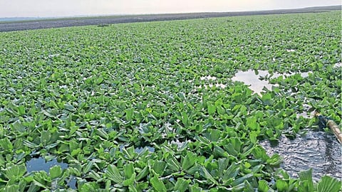 Water Pollution