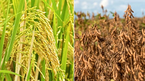 Paddy and Soybean
