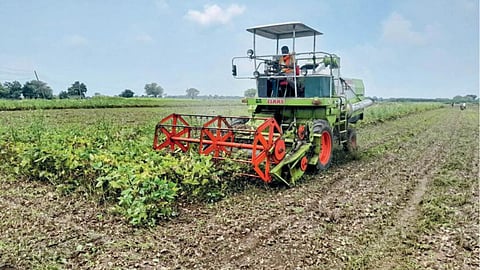 Urad Harvesting