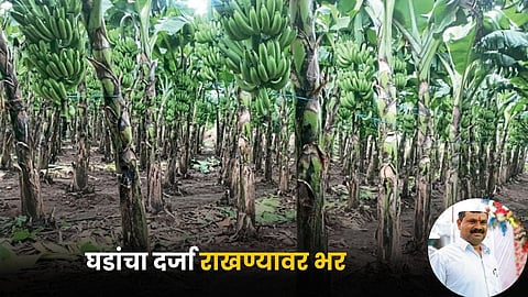 Banana Farming