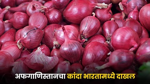 Onion