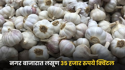 Garlic Market