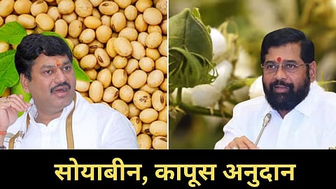 Soybean Cotton
