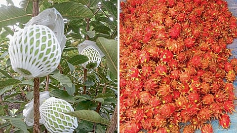 Horticulture