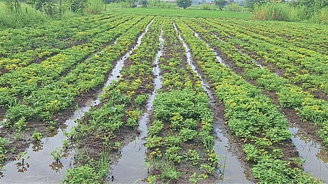Crop Damage