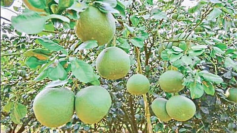Grapefruit