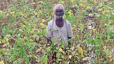 Crop Damage