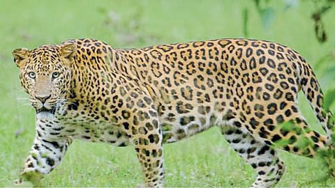Leopard Attack