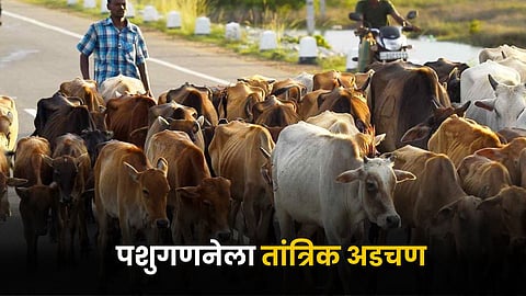 Animal Census