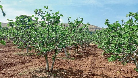 Fig
