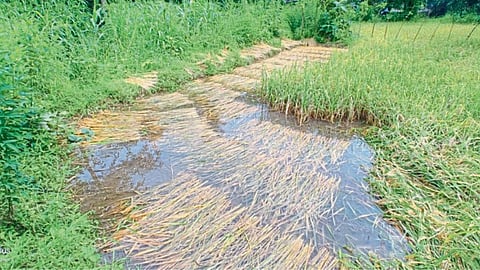 Crop Damage