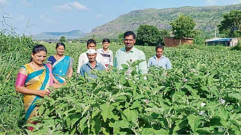 Vegetable Farming
