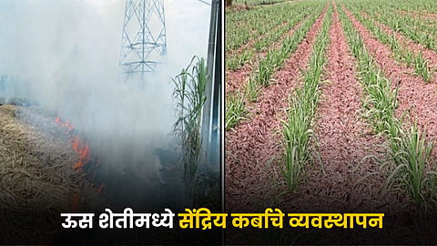 Sugarcane Farming