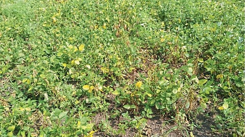 Crop Damage